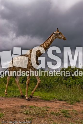 Giraffe (74 von 94).jpg